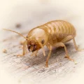 Termite Control & Inspections